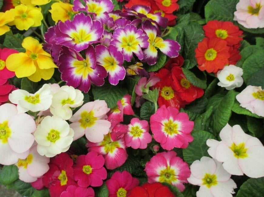 黄色、赤、ピンク、白、紫＆黄色などカラフルな花を咲かせているプリムラジュリアン