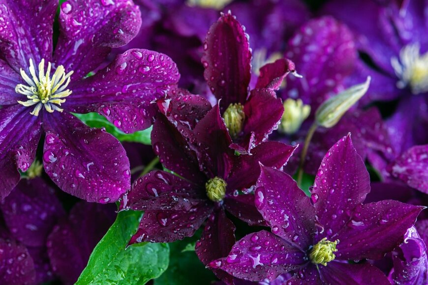 雨に濡れた紫のクレマチスの花