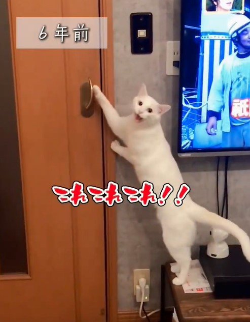 ドアノブを直してほしい猫