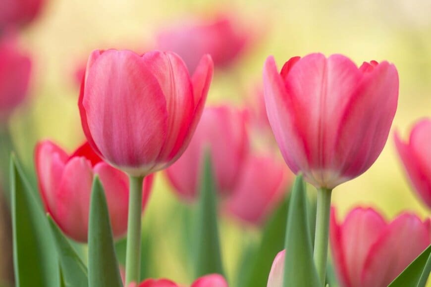 ピンク色のチューリップ