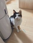 まさかの場所を陣取る猫→思わず笑ってしまうのんきな行動にほっこりする人が続出！