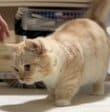 「隠れた能力かも」短い足が可愛い猫ちゃんがまさかの姿に　普段とのギャップに反響