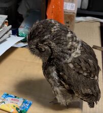 【何かを探すフクロウ】部屋をウロウロ…わかりやすい要求に飼い主さんは泣き笑い！