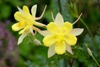 【宿根草ガーデニング】ガーデンの主役になる宿根草7選！パッと目を引く華やかさ＆美しさ