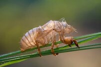 ガラスケースに入った「生物の抜け殻」に目を疑う　「天才」「アンティーク感あってお洒落」