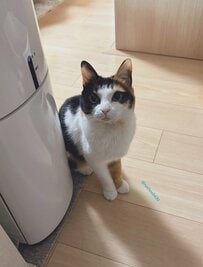 まさかの場所を陣取る猫→思わず笑ってしまうのんきな行動にほっこりする人が続出！