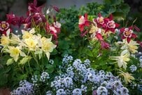 【ガーデニング】ナチュラルガーデンにオススメ！野趣あふれる多年草・一年草9選