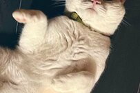 「ここまで顔に出るとは」SNSで注目殺到　猫さんの表情が……