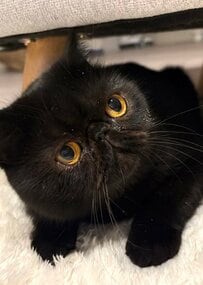 お風呂場が好きすぎる猫ちゃんをこっそり隠し撮りすると…→その行動と表情に「まるで人のようです」