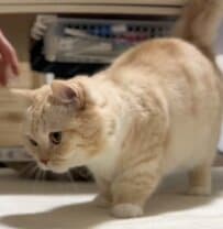「隠れた能力かも」短い足が可愛い猫ちゃんがまさかの姿に　普段とのギャップに反響