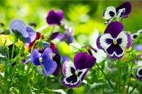 冬のガーデニング【ビオラ・パンジー】たくさん咲かせて、株を増やす方法とは？