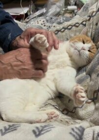 お父様に手ぐしでブラッシングしてもらう保護猫　あまりにも気持ち良さそうな様子にホッコリ