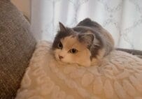 「もう動けません！？」クッションに「うまる」猫ちゃん、「お顔がムニュってなってて可愛い」の声