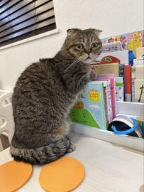 たくさん置かれた絵本が気になる様子の猫ちゃん　「選んでくれるの？」とユーザーも反応