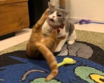 【大暴れする猫】妹猫と喧嘩する姉猫　「ラスボス」感たっぷりの余裕な表情にSNSでは「笑っちゃった」の声