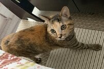 飼い主が幸せになってしまう「邪魔をする猫」　あまりにも眼福な光景に思わずキュン