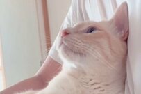 2泊3日不在だったお兄ちゃんが帰宅すると……喜び大爆発な猫さんの振る舞いに「尊い」