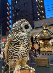 【お祭りを楽しむフクロウ】「可愛い」の声がたくさん！→ご満悦な表情に癒される！