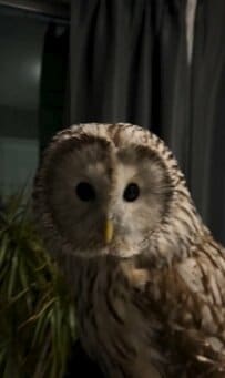 【筋トレを手伝う？フクロウ】飼い主さんのお掃除中の様子に1.1万回再生！