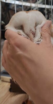 【ボーっとするフクロウ】飼い主さんにイタズラされても無抵抗！むぎゅっとされたお顔がかわいい