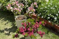 「鉢植え」でも「地植え」でも可愛すぎる花を楽しめる〈低木〉ならコレ！「風鈴のような花」や「色の変化が楽しめる花」も！