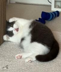 ヘソ天で舌を出す猫　その顔をよく見ると…まさかの様子に「ど、どうしたの」「かわいい（笑）」