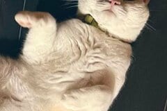 「ここまで顔に出るとは」SNSで注目殺到　猫さんの表情が……