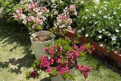 「鉢植え」でも「地植え」でも可愛すぎる花を楽しめる〈低木〉ならコレ！「風鈴のような花」や「色の変化が楽しめる花」も！