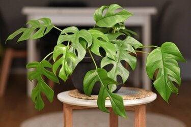 南国風の観葉植物8選】ハワイアンインテリアにおすすめ！リゾート気分