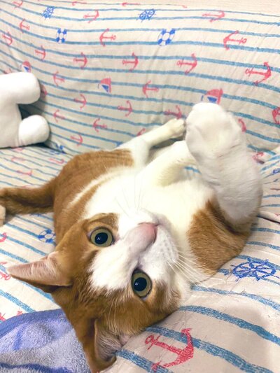 右手をこちらに伸ばす猫ちゃん