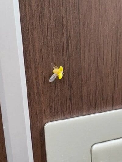 うろちょろした後、飛び立つてんとう虫