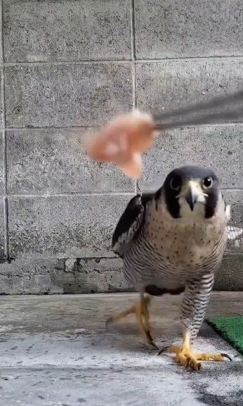 愛媛県立とべ動物園