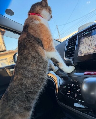 ドライブが好きだそうです