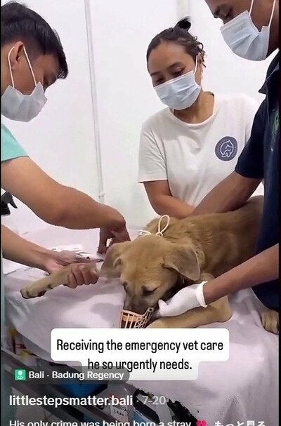 緊急の治療を受ける犬