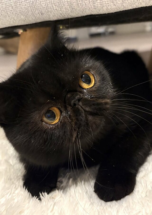 お風呂場が好きすぎる猫ちゃんをこっそり隠し撮りすると…→その行動と表情に「まるで人のようです」