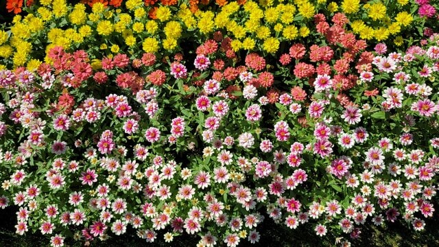 【節約ガーデニング】1苗100円台なのに超優秀！「秋までずっと咲く夏の花」4選。暑さに強くローメンテ！お手入れのコツも紹介