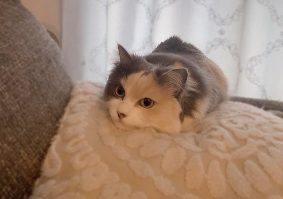 「もう動けません！？」クッションに「うまる」猫ちゃん、「お顔がムニュってなってて可愛い」の声