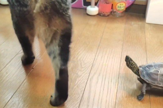 「よほど好きなのでしょうなぁ」猛追する亀をスルーする猫の様子に笑ってしまう