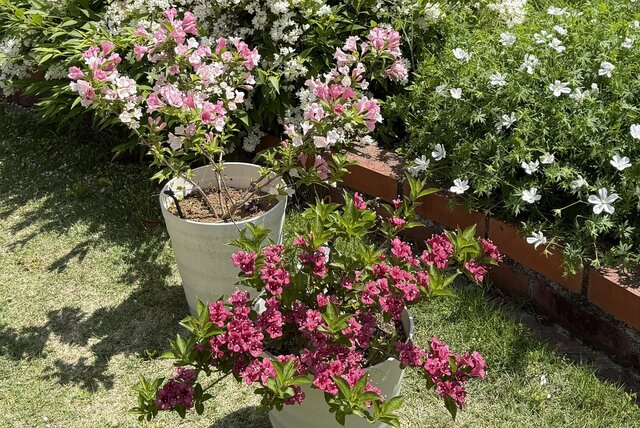「鉢植え」でも「地植え」でも可愛すぎる花を楽しめる〈低木〉ならコレ！「風鈴のような花」や「色の変化が楽しめる花」も！