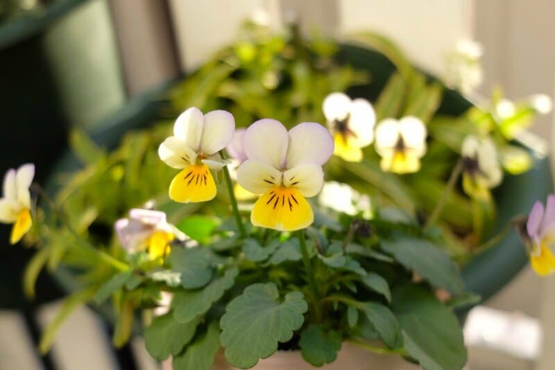 ビオラ ナノLIMOガーデニング部撮影写真