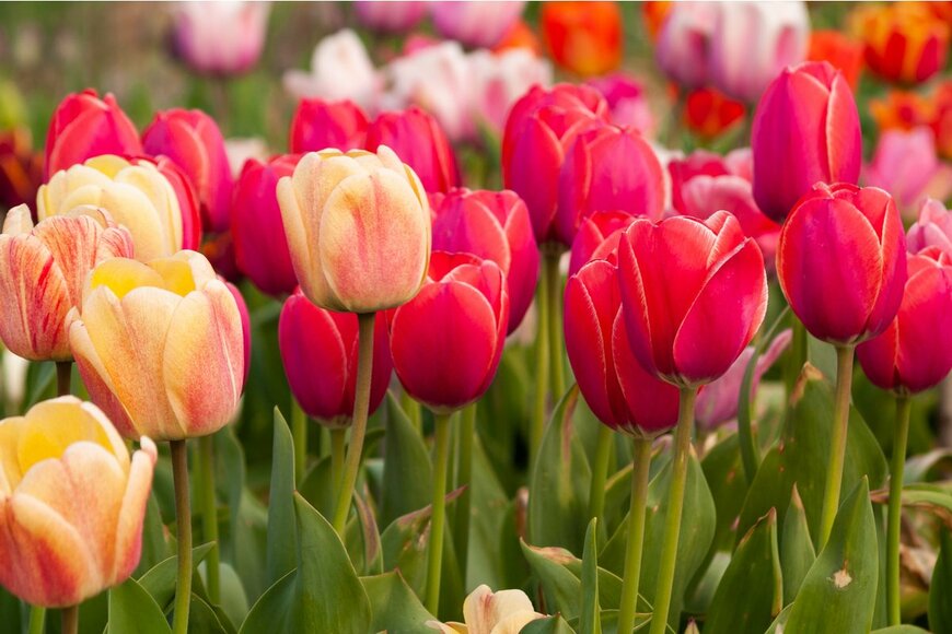 AGITA LEIMANE/Shutterstock.com