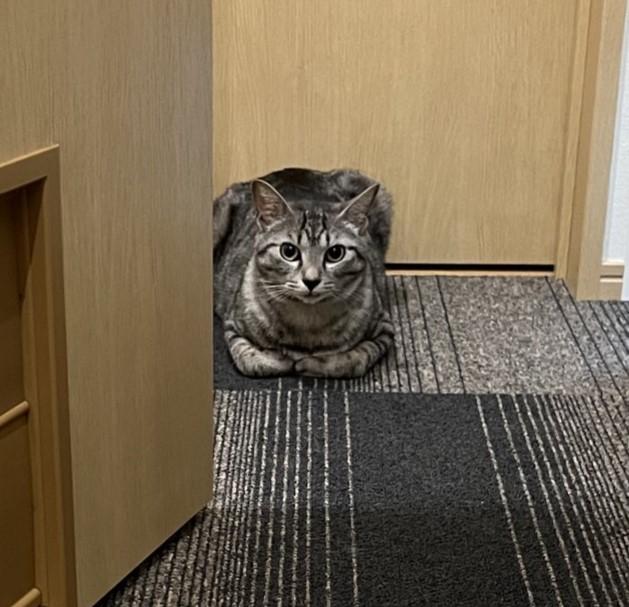 出所：@totomaru_hanmi