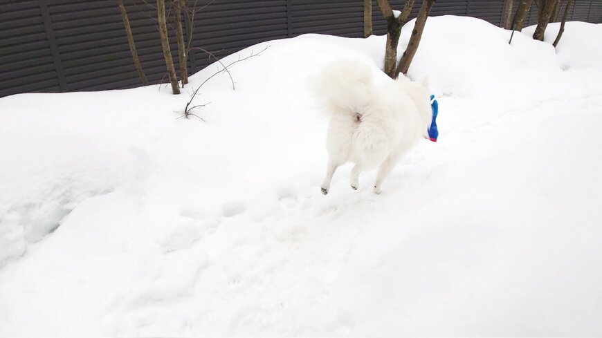 出所：@kukuri_shibainu