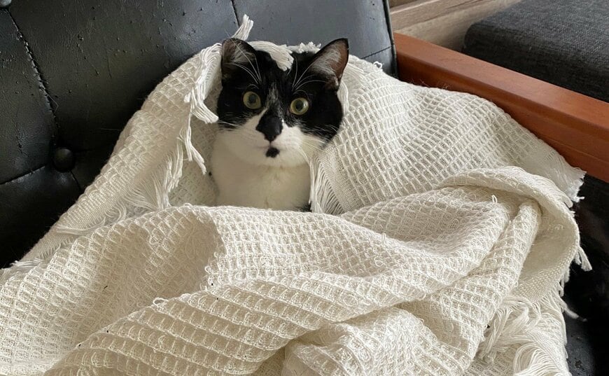 出所：@00shitemita