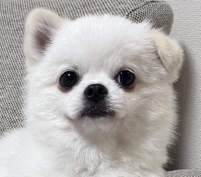 出所：@boku_mashutan