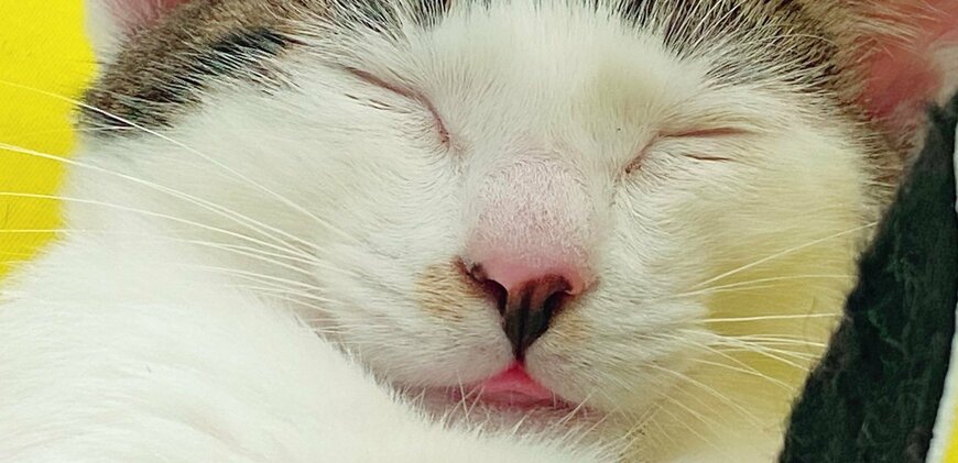 出所：@Saeroyi_cat