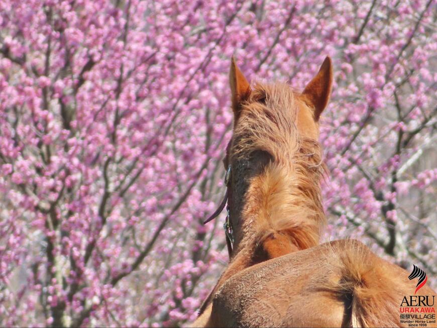 出所：うらかわ優駿ビレッジAERU