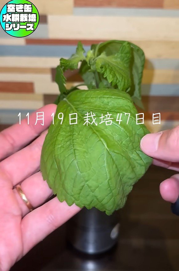 出所：@mikanbo-ya1987