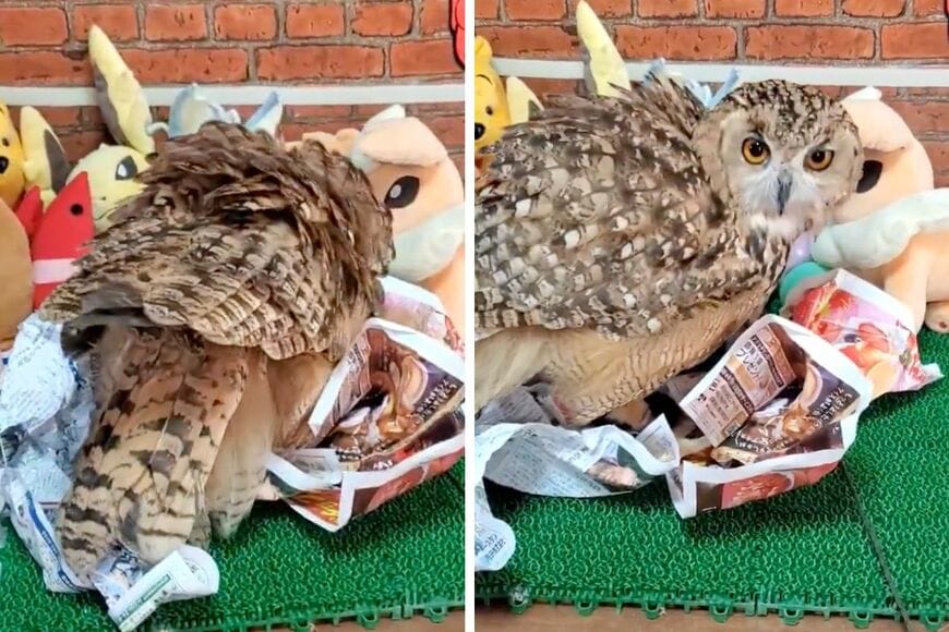 出所：@NORIKO_Rye