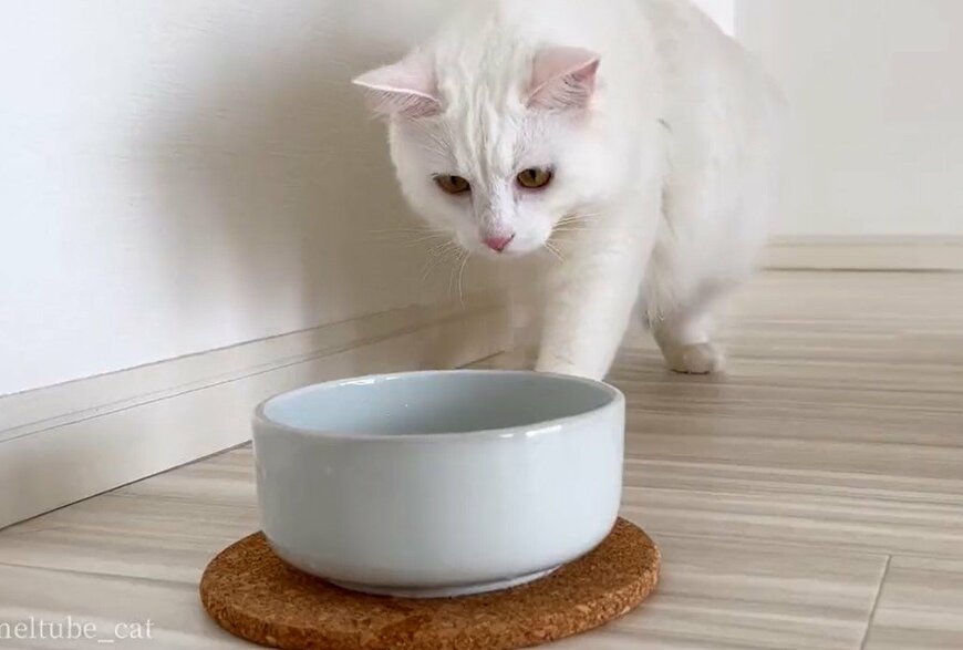 出所：@meltube_cat